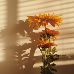 a vase filled with yellow flowers sitting next to a shadow on a wall and the words like this post get a prize