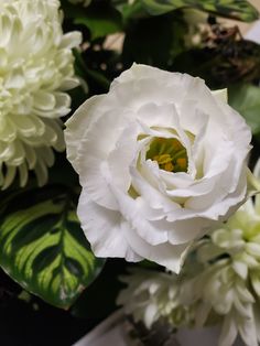 a white flower with green leaves in the background and an orange center surrounded by other flowers