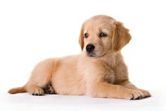 a brown puppy laying on top of a white floor