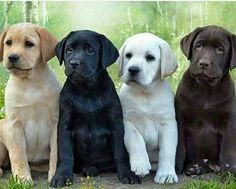 four labrador puppies are sitting in the grass