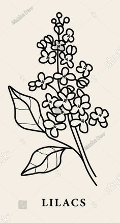 the name lilas is written in black ink on a white background with leaves and flowers