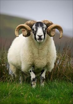 a ram with large horns standing in the grass