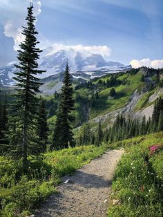 a trail in the mountains with trees on both sides and snow capped mountain behind it