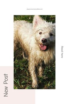 a white dog standing on top of a lush green field