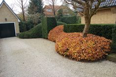 a house with hedges in the front yard