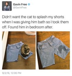 a tweet with an image of a cat sitting on top of a pair of jeans