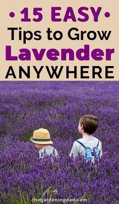 two children in a lavender field with the words, 15 easy tips to grow lavender anywhere