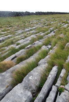 the grass is growing on the rocks in the field