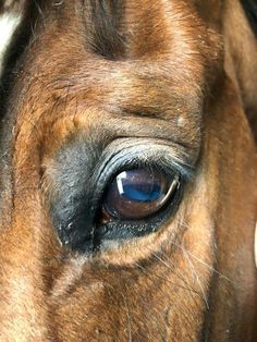 the eye of a brown horse with white spots on it's face and nose