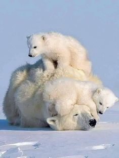 three polar bears are sitting on top of each other in the snow and one is laying down