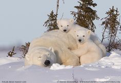 three polar bears are laying down in the snow with their cubs on their back paws