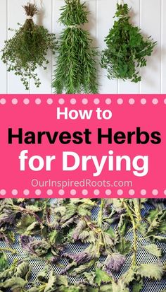 how to harvest herbs for drying