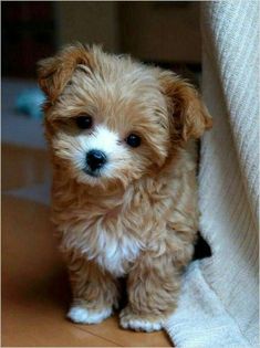 a small brown and white dog sitting on top of a floor next to a couch