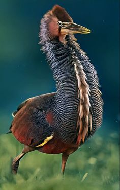 a close up of a bird with feathers on it's back