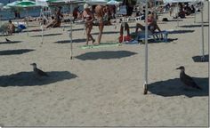 many people are on the beach with umbrellas and birds in the sand near them