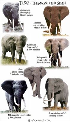 an elephant is shown with the names of its different species and colors, including tusks