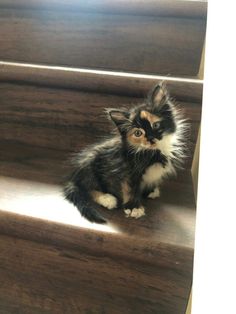 a small kitten sitting on top of some stairs