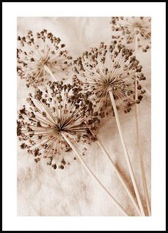 three dried dandelions sitting on top of a white cloth covered table next to each other