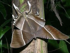 a large brown and white moth on a tree