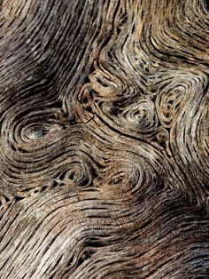 close up view of the wood grains on an old tree