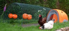 two chickens are standing in the grass near a chicken coop with orange and gray cages