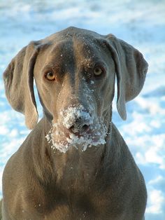 a brown dog standing in the snow with it's nose covered by white powder