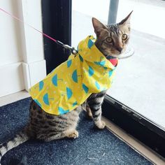 a cat wearing a raincoat sitting on the ground next to a door with a leash