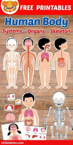 the human body systems and organs stickers are shown on a wooden background with text