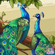 two peacocks are sitting on a tree branch with their feathers spread out and looking at each other