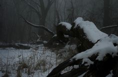 snow covered trees in the woods on a foggy day