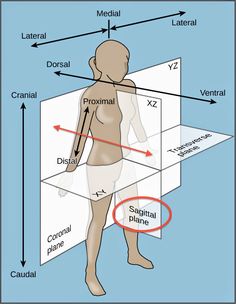 an image of the human body with labels on it and arrows pointing to different areas