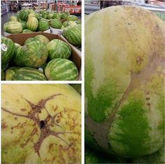 several pictures of watermelons with brown spots on them