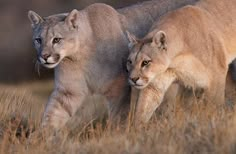 two mountain lions are walking through the tall grass in front of another one that is looking at something