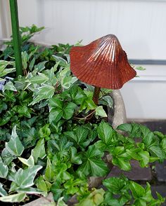 a small red mushroom sitting on top of some green leaves in a potted plant