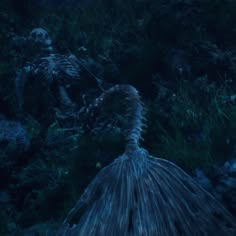 a skeleton in the middle of a forest at night