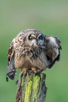 Short eared owl (Asio flammeus) staring with vibrant yellows eyes while preening on green wooden fence post 

Prints starting from $12.97 Owl Eye Photography, Owl Facts, Beautiful Owls, Owl Close Up Photography, Owl Baby Shower Theme, Tyto Owl, Tattoo Animal, Short Eared Owl, Eurasian Pygmy Owl