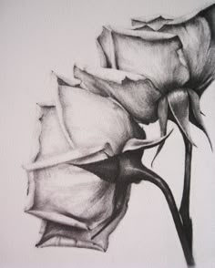 a black and white drawing of two roses