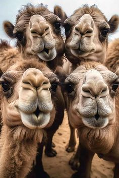 four camels are standing together with their mouths wide open and looking at the camera