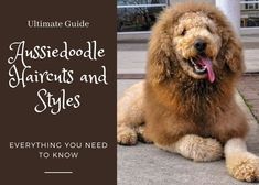 the ultimate guide to aussiedoodle haircuts and styles everything you need to know