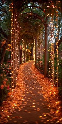 a pathway covered in lots of lights next to trees