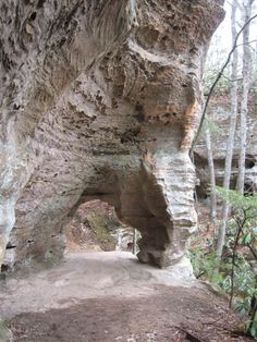 a large rock formation in the middle of a forest