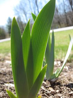 a close up of a plant in the dirt with grass and trees in the background