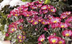 pink and white flowers are growing in a pot