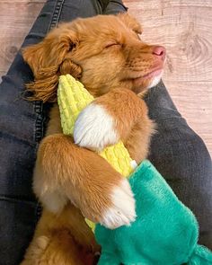 a small dog sleeping on top of a person's leg wearing a banana costume