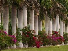 a row of palm trees with colorful flowers in the foreground