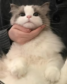 a white and gray cat is being held by someone