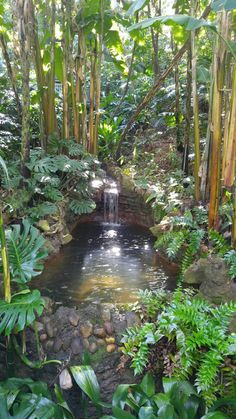 a small pond in the middle of some trees and plants with water running down it