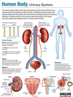 the human body and its organs are labeled in this diagram, which shows how it works