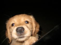 a close up of a dog's face in the dark