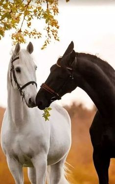 two black and white horses standing next to each other